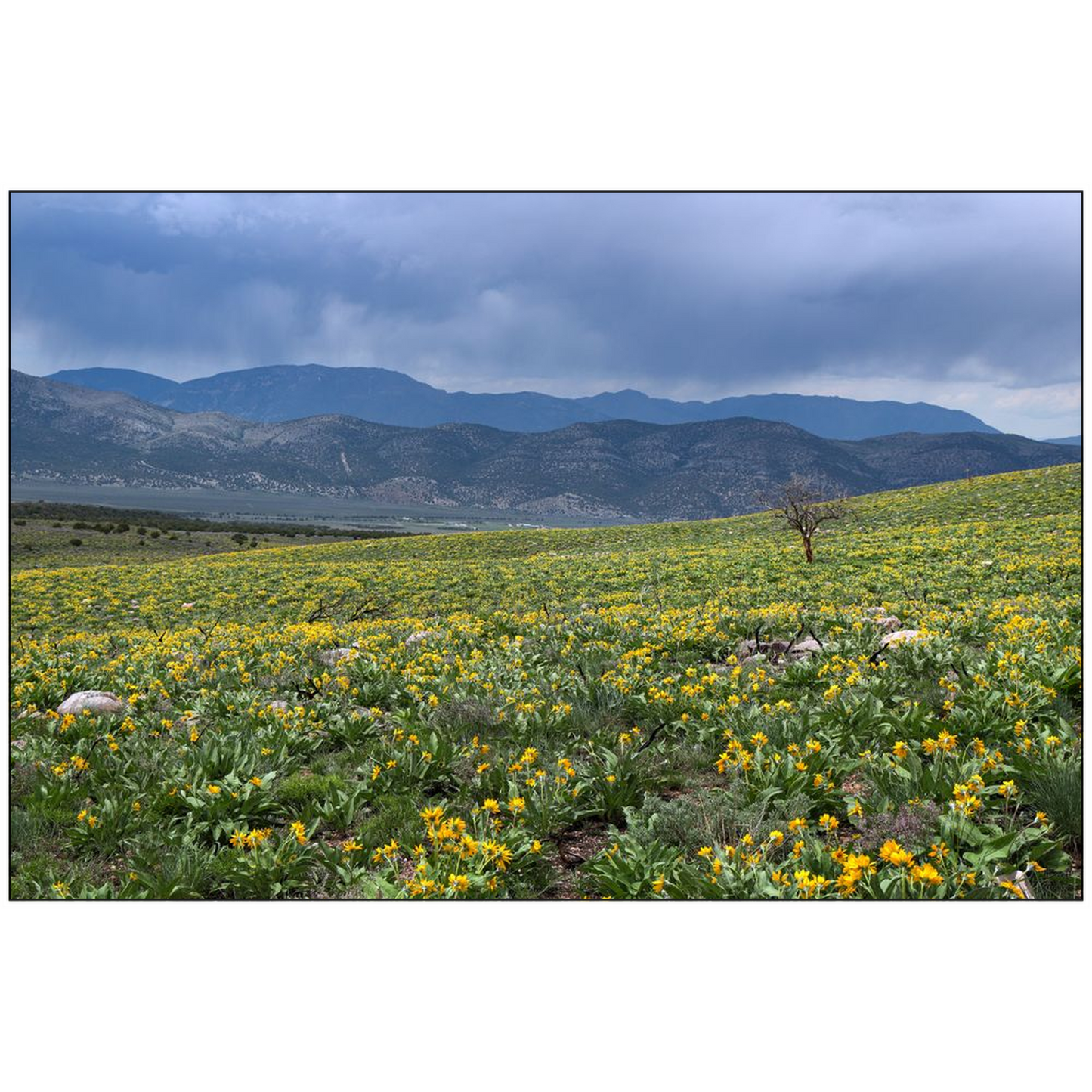 Desert Bloom and Thunderstorms - Schell Mountains, Nevada - bp0183 - Photograph Print Poster Picture Photography Landscape Artist Art Images