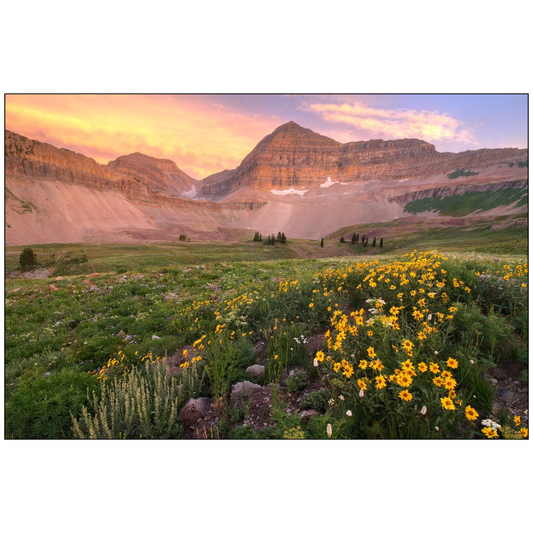 Mount Timpanogos Wildflower Sunset - Wasatch Mountains, Utah - bp0094 - Photograph Print Poster Picture Photography Art Artist Landscape