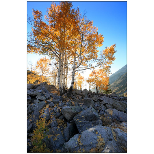 Aspen Glow - Little Cottonwood Canyon, Utah - bp0137 - Photograph Print Poster Picture Photography Art Artist Images Camera Landscape