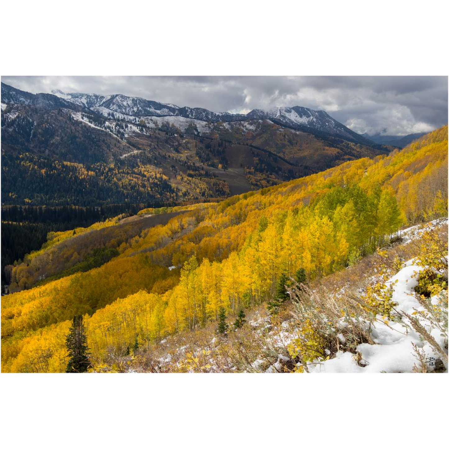 Mill F Yellow Aspen in Autumn with Snow - Big Cottonwood Canyon, Utah - bp0195 - Photograph Print Poster Picture Photography Images