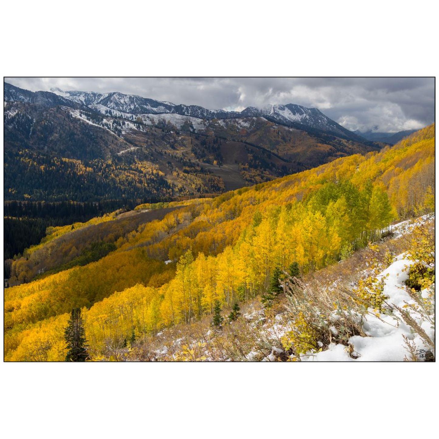 Mill F Yellow Aspen in Autumn with Snow - Big Cottonwood Canyon, Utah - bp0195 - Photograph Print Poster Picture Photography Images