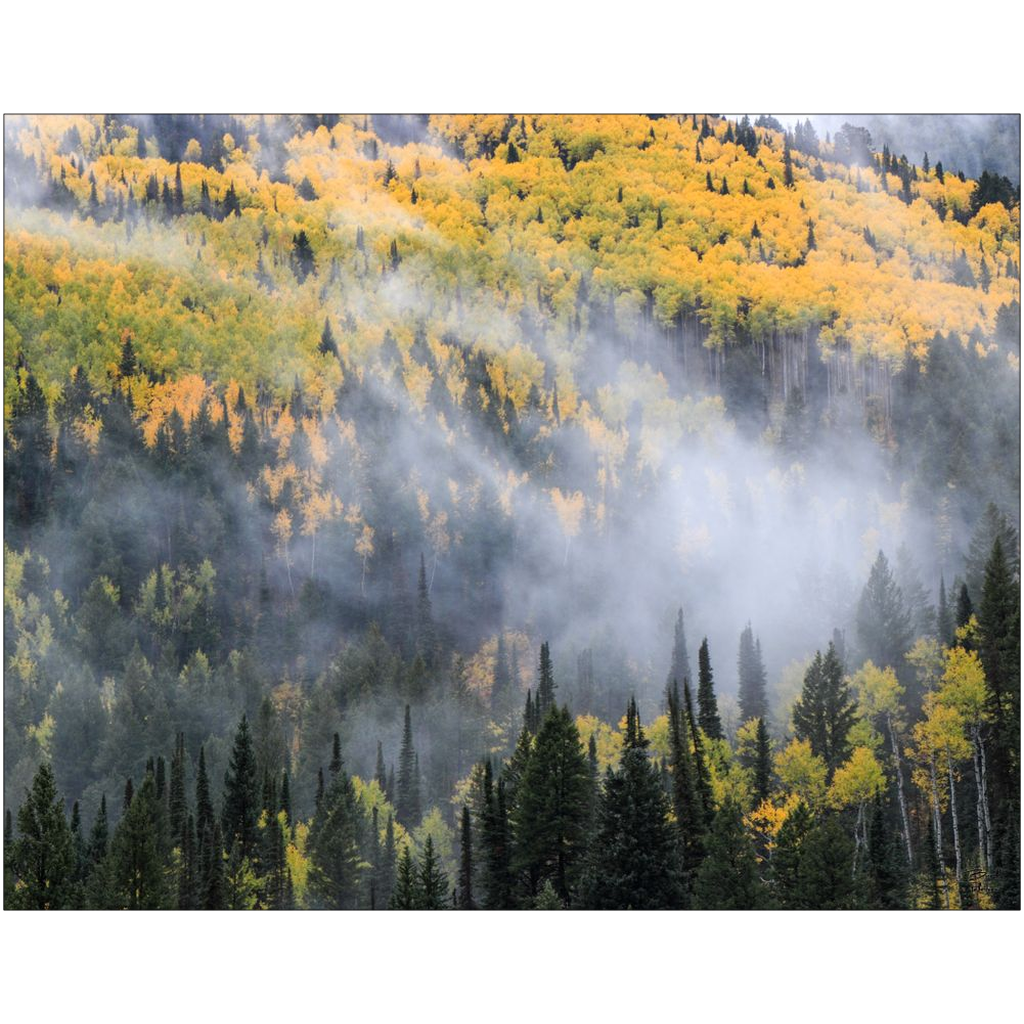 Mystical Aspen Grove in Autumn - Big Cottonwood Canyon, Utah - bp0189 - Photograph Print Poster Picture Photography Images Landscape