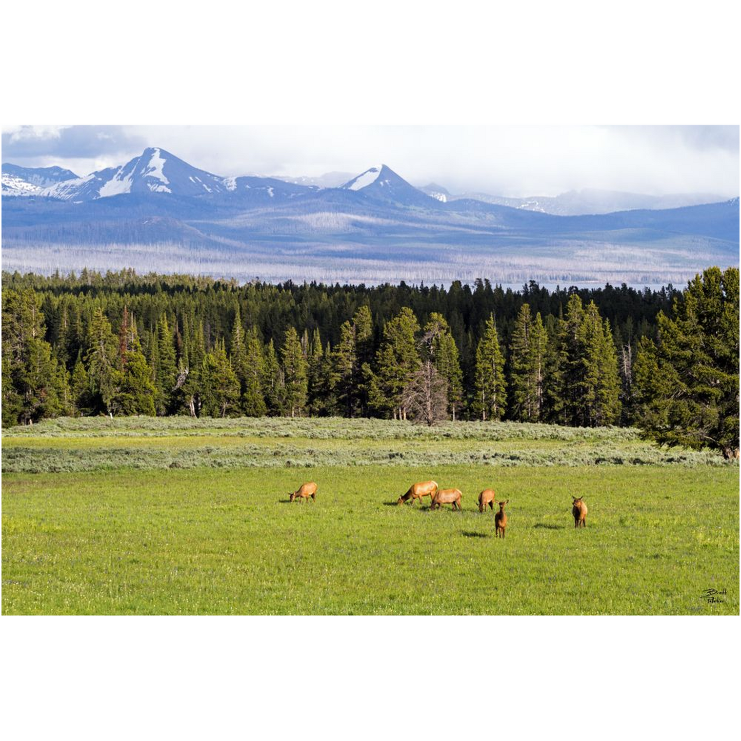 Grazing Elk - Yellowstone National Park, Wyoming - bp0050 - Photograph Print Poster Picture Photography Art Artist Images Landscape