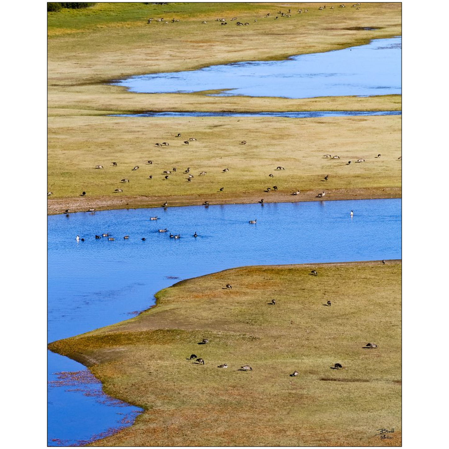 Canada Geese near Jackson Lake - Grand Teton National Park, Wyoming - bp0039 - Photograph Print Poster Picture Photography Art Landscape