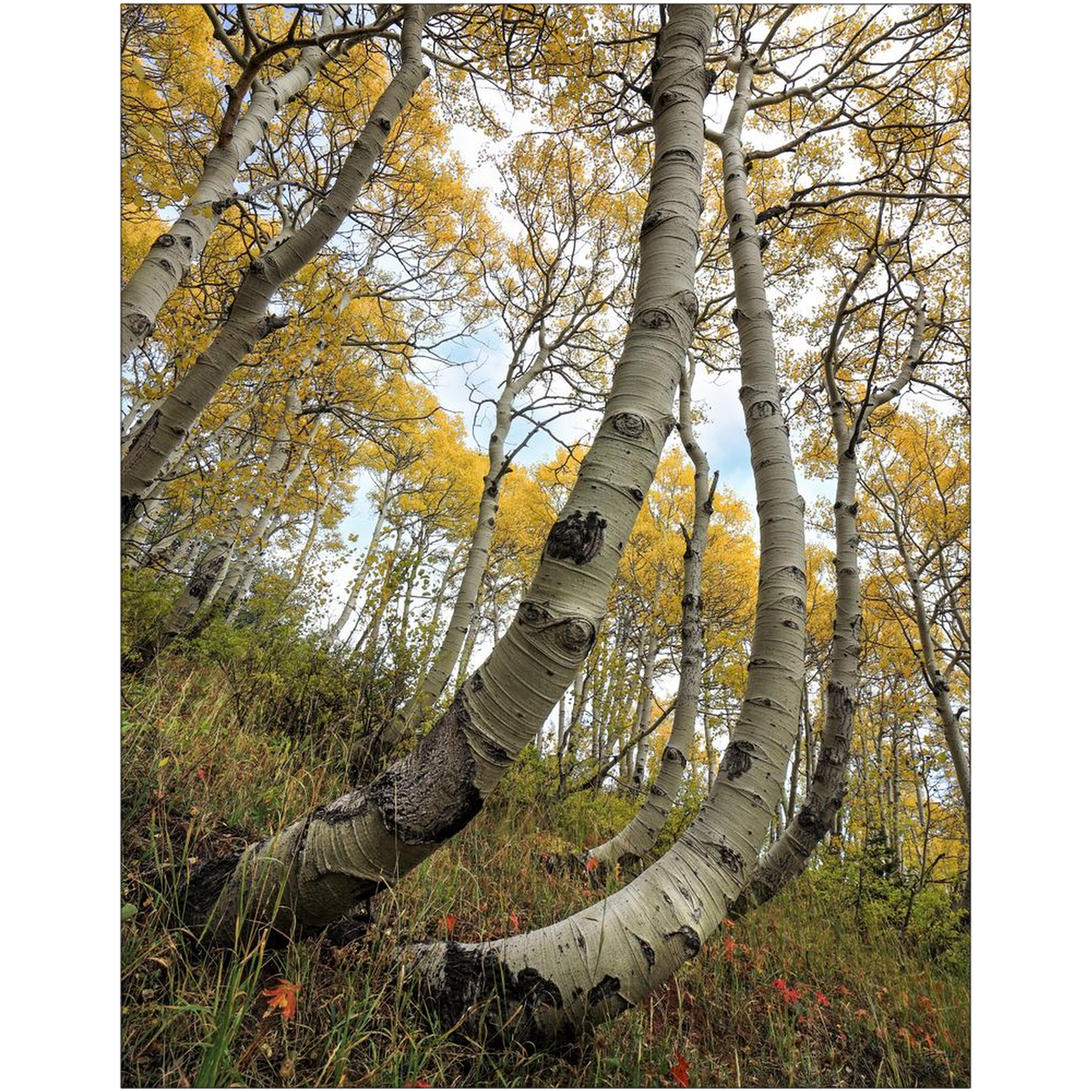 Bent Resilient Aspen in Autumn - bp0220 - Wasatch Mountains, Utah - Photograph Print Poster Picture Photography Art Artist Images Landscape