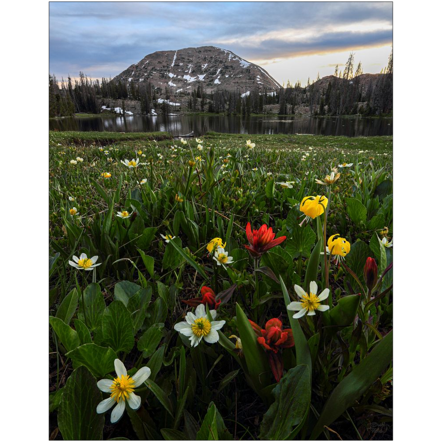 Mount Watson Wildflower Sunset - Uinta Mountains, Utah - bp0010 - Photograph Print Poster Picture Photography Art Artist Images Landscape