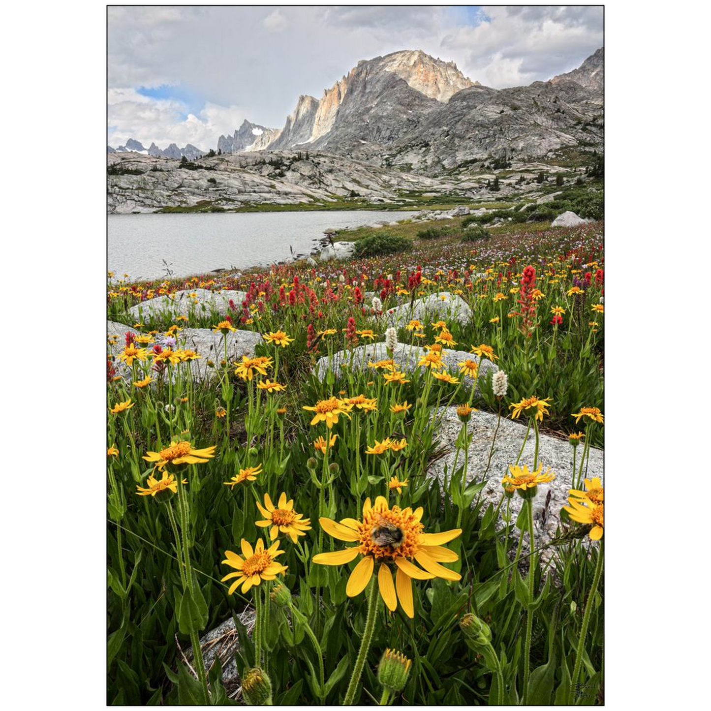 Fremont Peak and Wildflower Bloom with Bee - Wind River Mountains, Wyoming- bp0031 - Photograph Print Poster Picture Photography Landscape