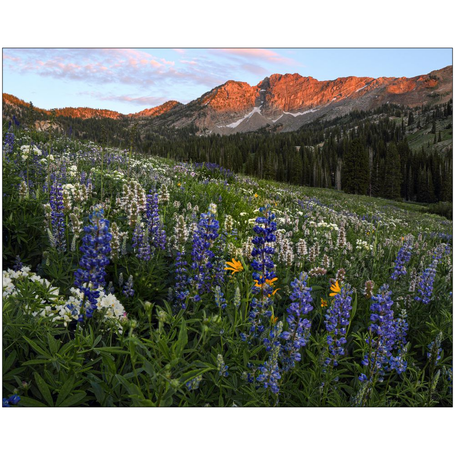 Alta Utah Albion Basin Sunset with Lupine Wildflowers - bp0025 - Photograph Print Poster Picture Photography Art Artist Images Landscape