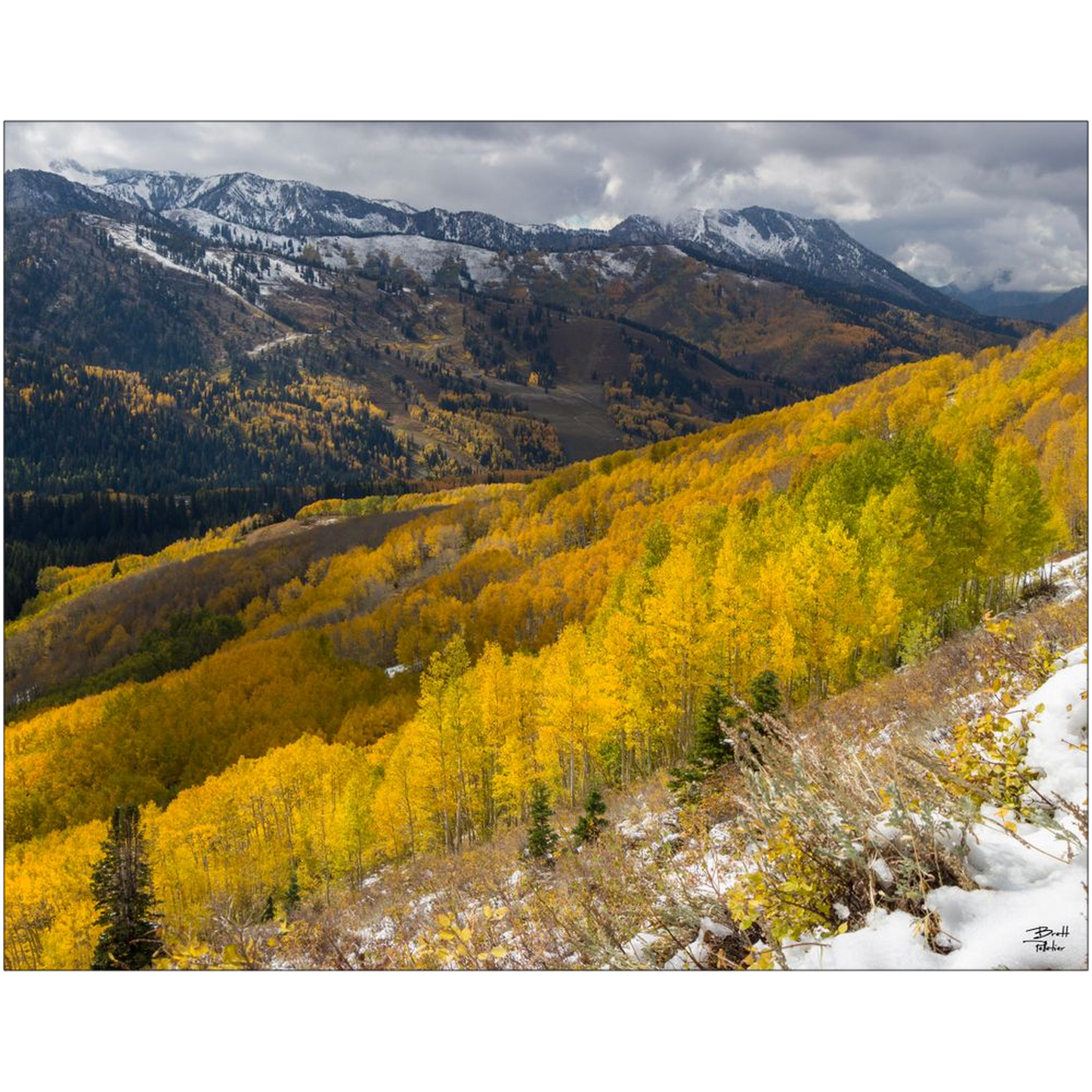 Mill F Yellow Aspen in Autumn with Snow - Big Cottonwood Canyon, Utah - bp0195 - Photograph Print Poster Picture Photography Images