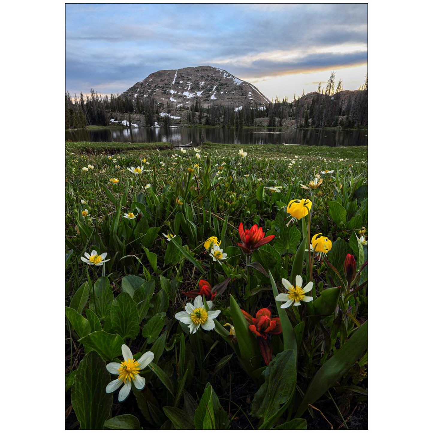 Mount Watson Wildflower Sunset - Uinta Mountains, Utah - bp0010 - Photograph Print Poster Picture Photography Art Artist Images Landscape