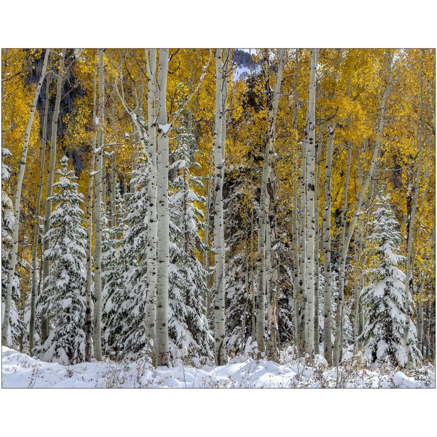 Snow Covered Evergreens and Glowing Aspens - Big Cottonwood Canyon, Utah - bp0017 - Photograph Print Poster Picture Photography Landscape