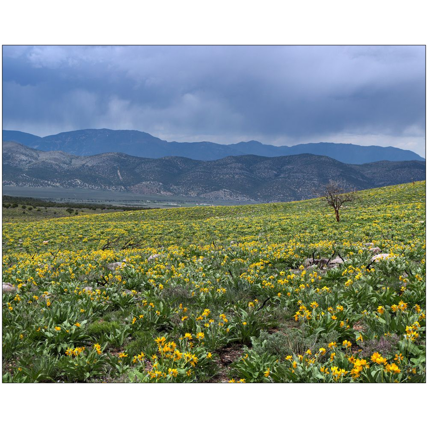 Desert Bloom and Thunderstorms - Schell Mountains, Nevada - bp0183 - Photograph Print Poster Picture Photography Landscape Artist Art Images