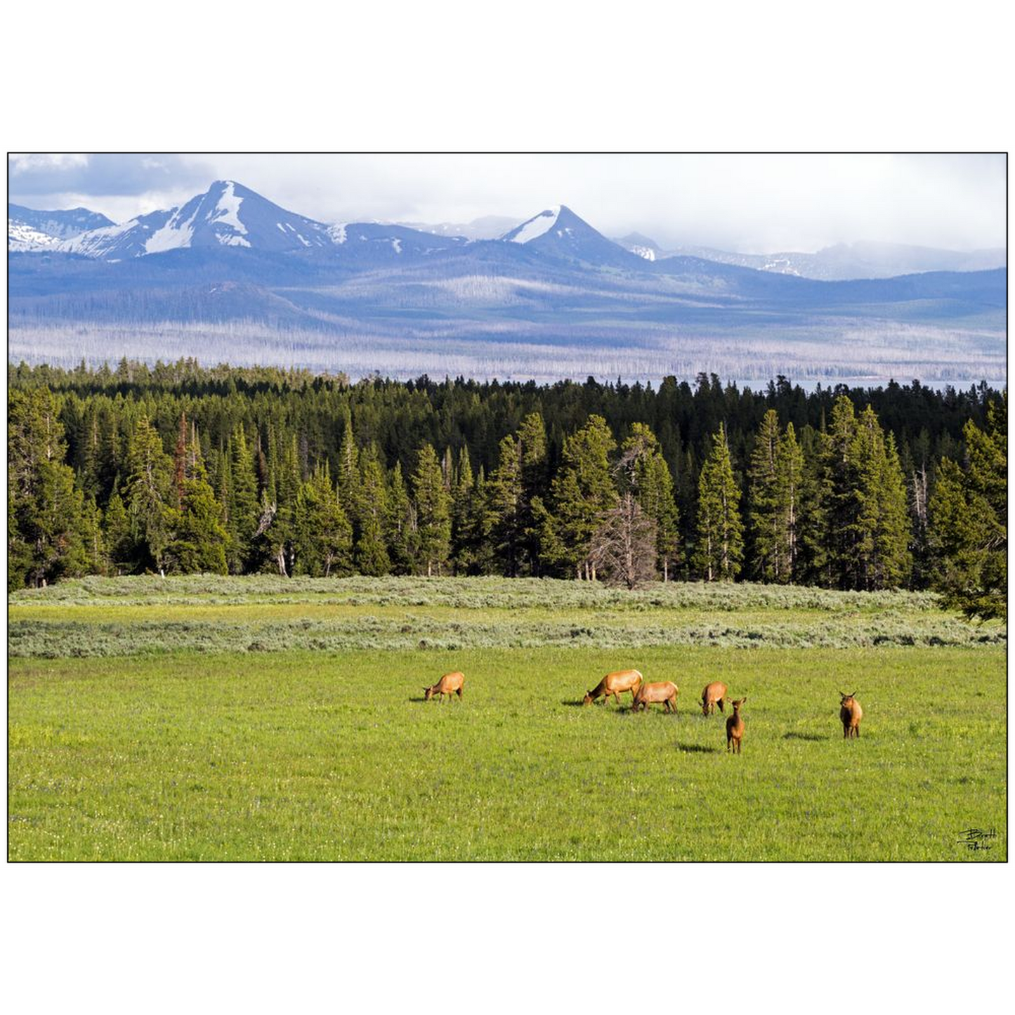 Grazing Elk - Yellowstone National Park, Wyoming - bp0050 - Photograph Print Poster Picture Photography Art Artist Images Landscape