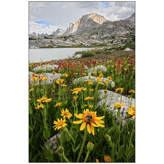 Fremont Peak and Wildflower Bloom with Bee - Wind River Mountains, Wyoming- bp0031 - Photograph Print Poster Picture Photography Landscape