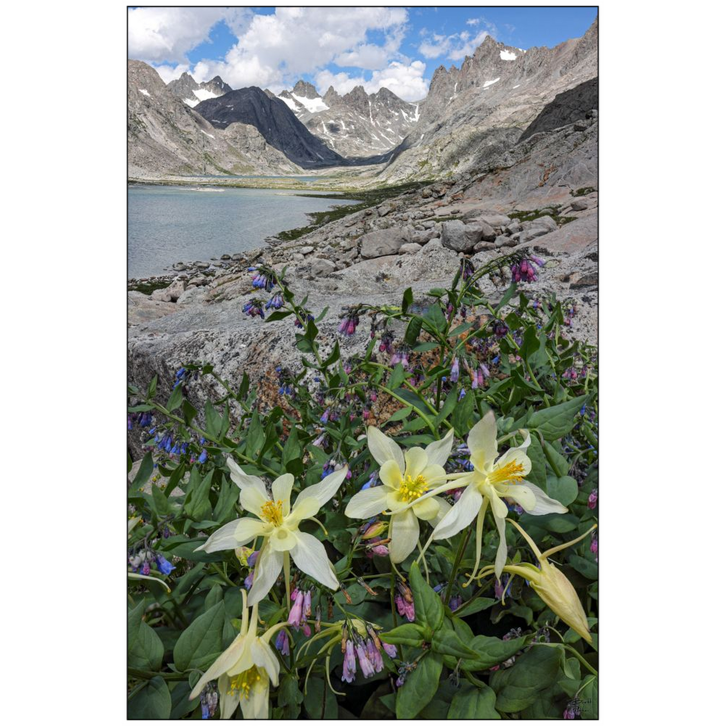 Titcomb Basin Columbine Flowers - Wind River Mountains, Wyoming- bp0013 - Photograph Print Poster Picture Photography Art Landscape