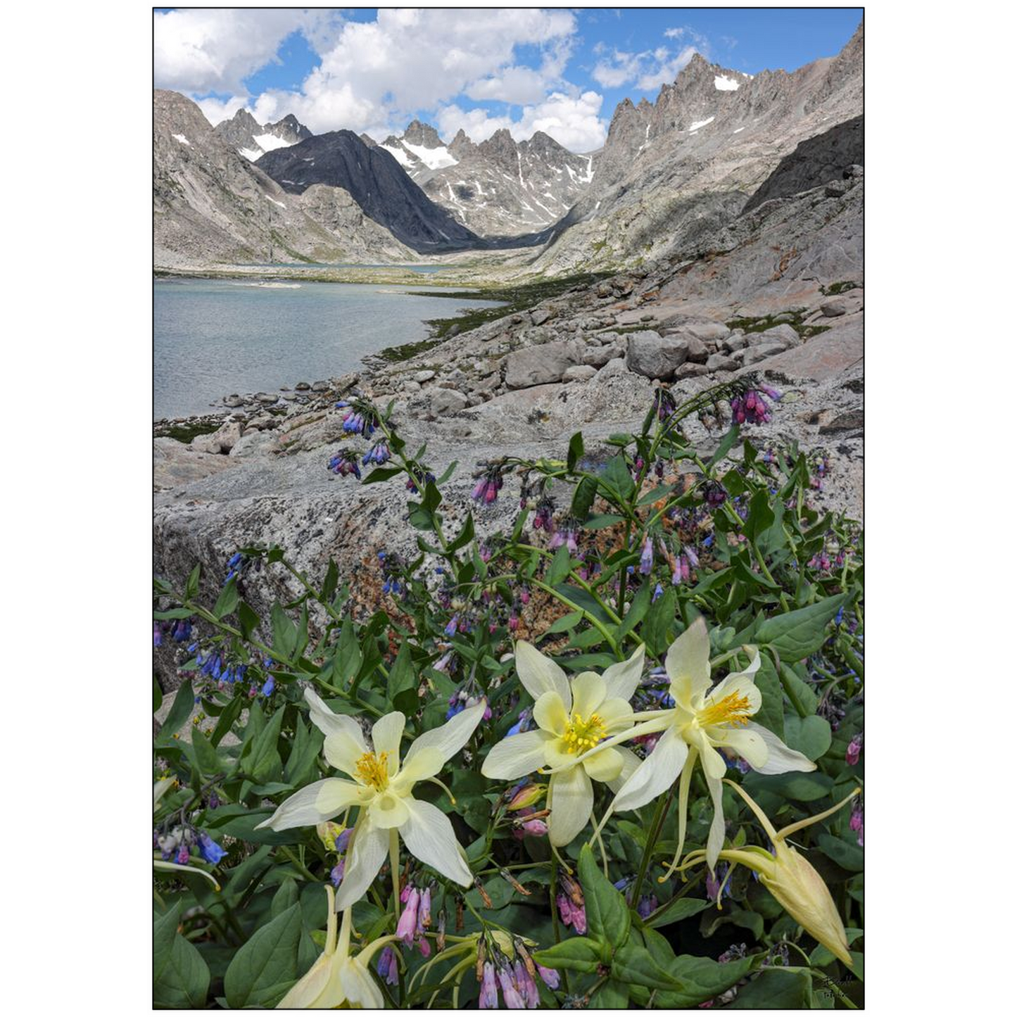 Titcomb Basin Columbine Flowers - Wind River Mountains, Wyoming- bp0013 - Photograph Print Poster Picture Photography Art Landscape