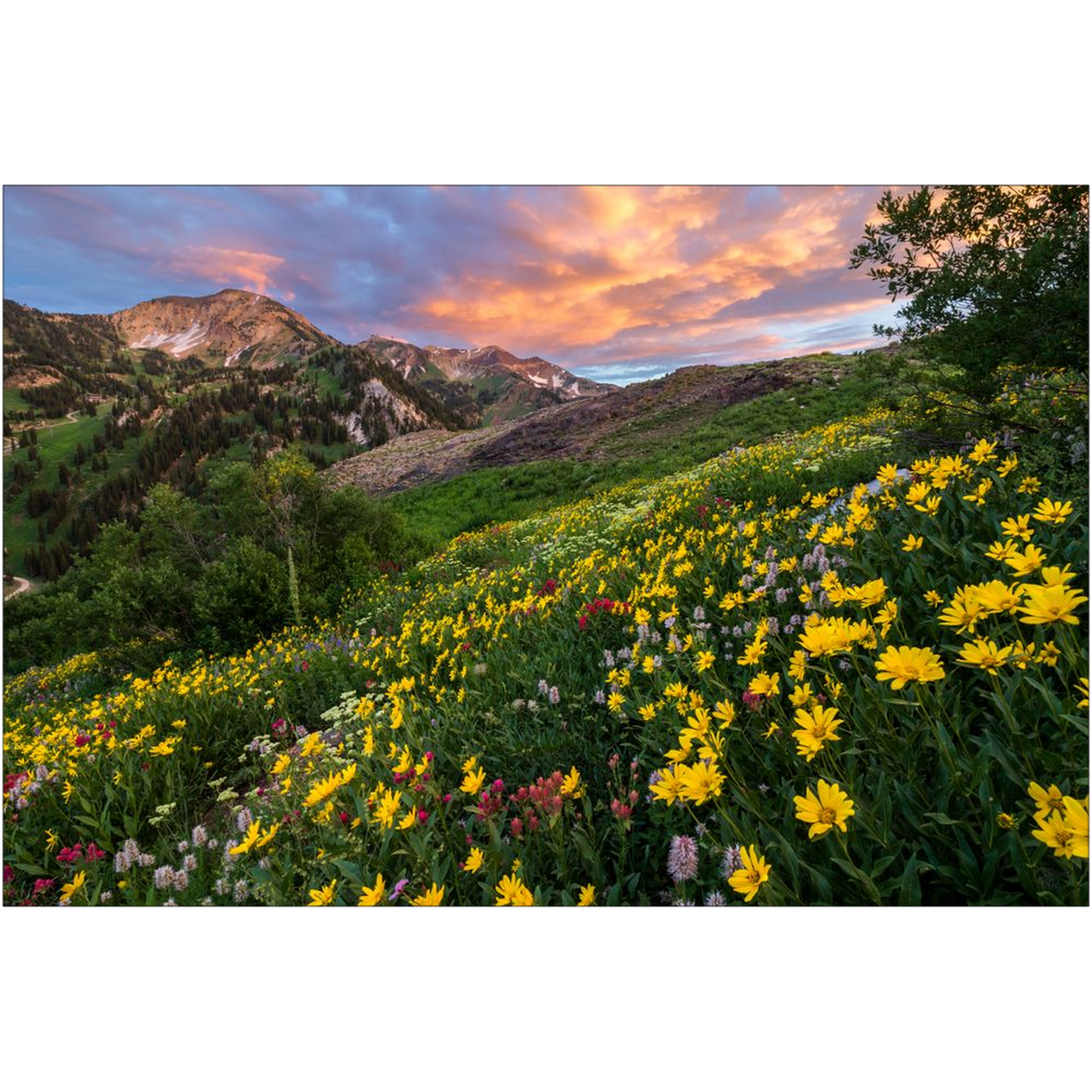 Alta Wildflower Sunset - Alta, Utah - bp0003 - Photograph Print Poster Picture Landscape Photography Art Artist