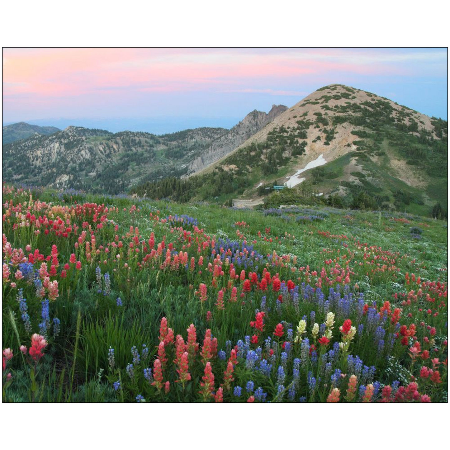 Alpine Wildflowers and View at Sunset - Alta, Utah - bp0032 - Photograph Print Poster Picture Photography Art Artist Images Landscape