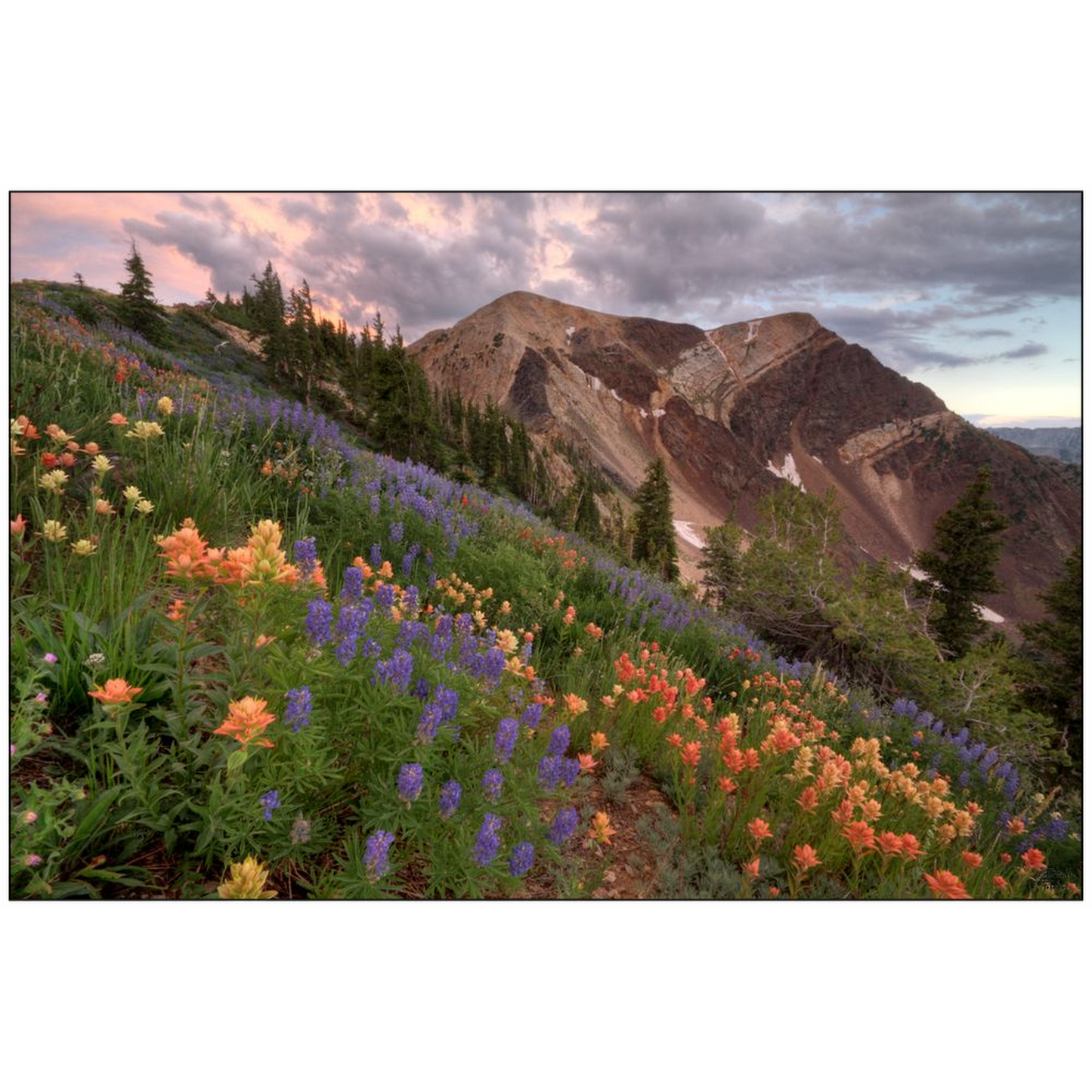 Wildflowers with Twin Peaks at Sunset - Snowbird, Utah - bp0015 - Photograph Print Poster Picture Photography Art Artist Images Landscape