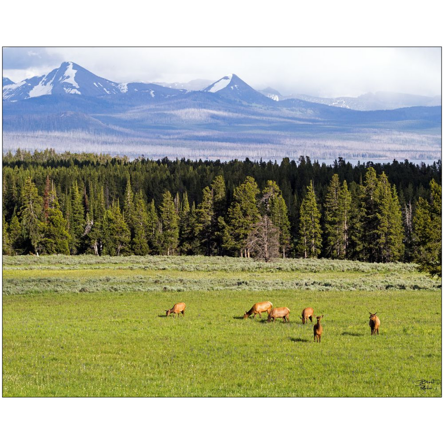 Grazing Elk - Yellowstone National Park, Wyoming - bp0050 - Photograph Print Poster Picture Photography Art Artist Images Landscape