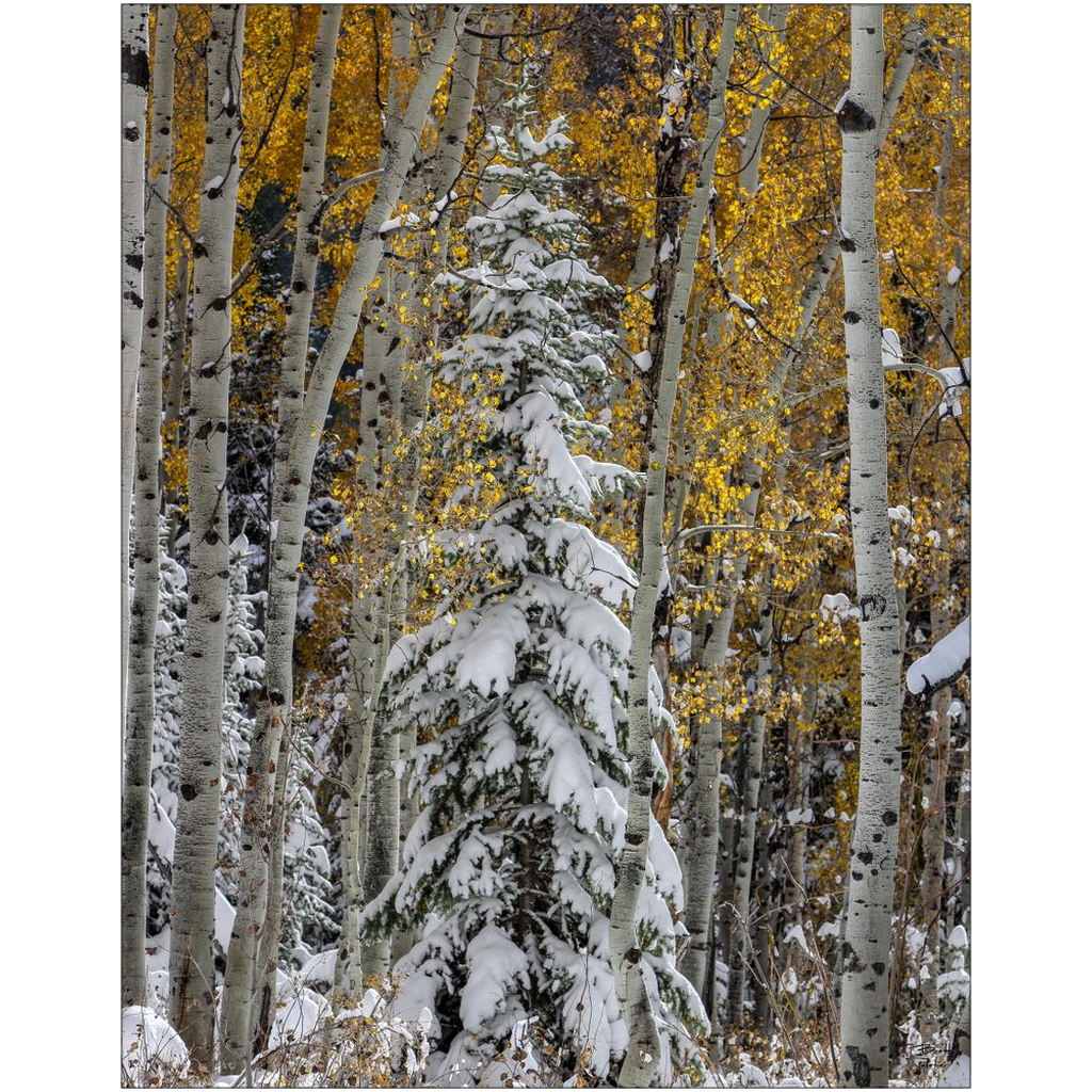 Evergreen with Snow and Aspens in Autumn - Big Cottonwood Canyon, Utah - bp0203 - Photograph Print Poster Picture Photography Images