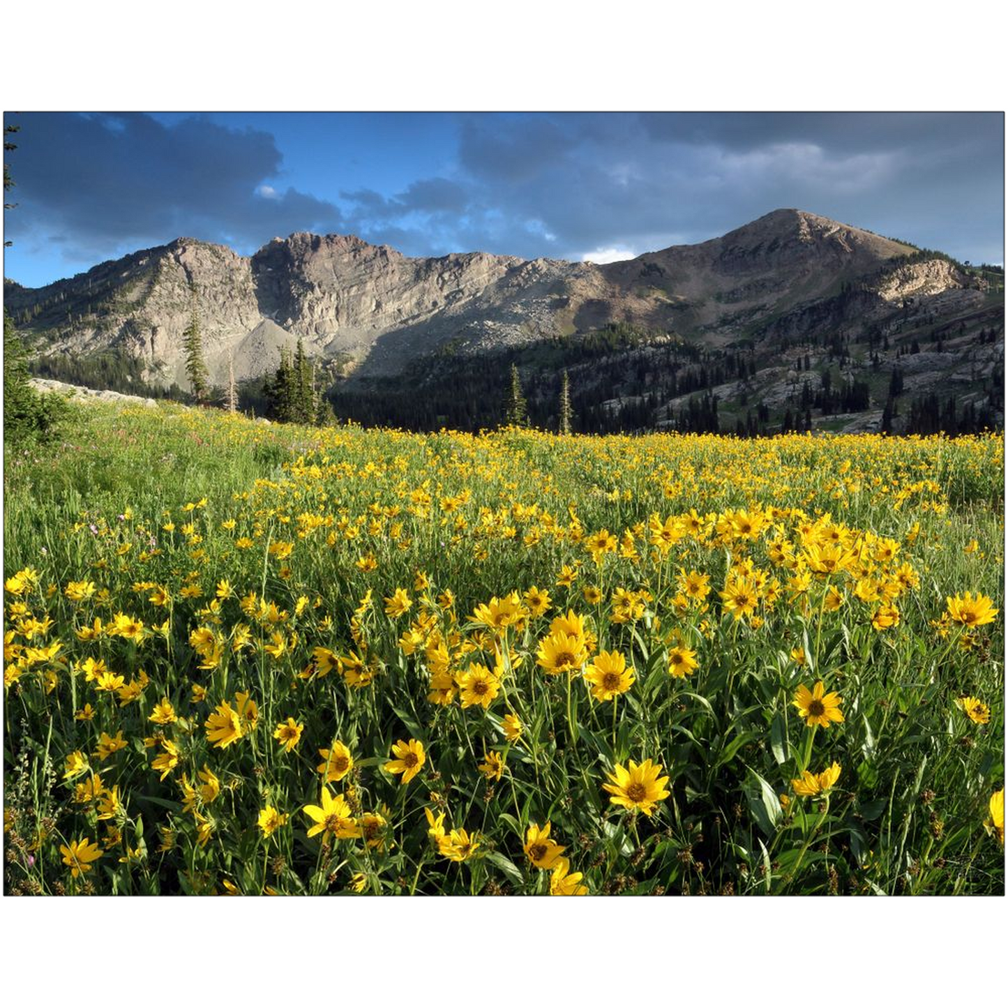 Albion Basin Wildflower Sunset - Alta, Utah - bp0085 - Photograph Print Poster Picture Landscape Photography Art Artist Images Camera