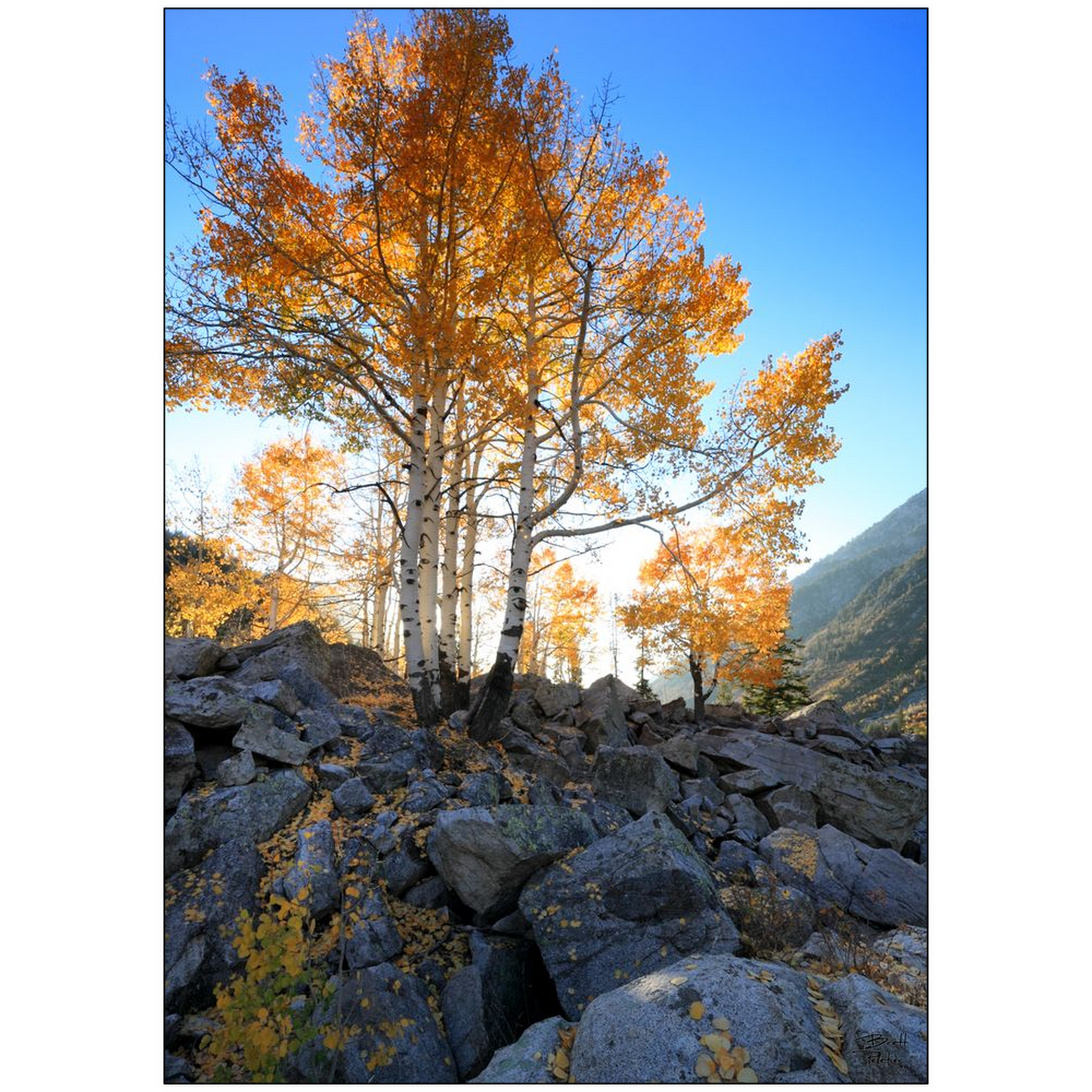 Aspen Glow - Little Cottonwood Canyon, Utah - bp0137 - Photograph Print Poster Picture Photography Art Artist Images Camera Landscape