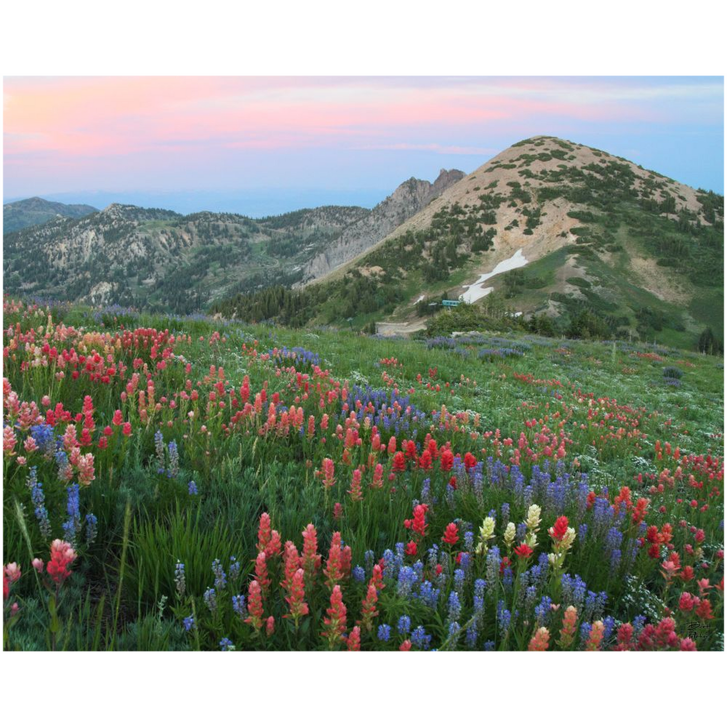 Alpine Wildflowers and View at Sunset - Alta, Utah - bp0032 - Photograph Print Poster Picture Photography Art Artist Images Landscape