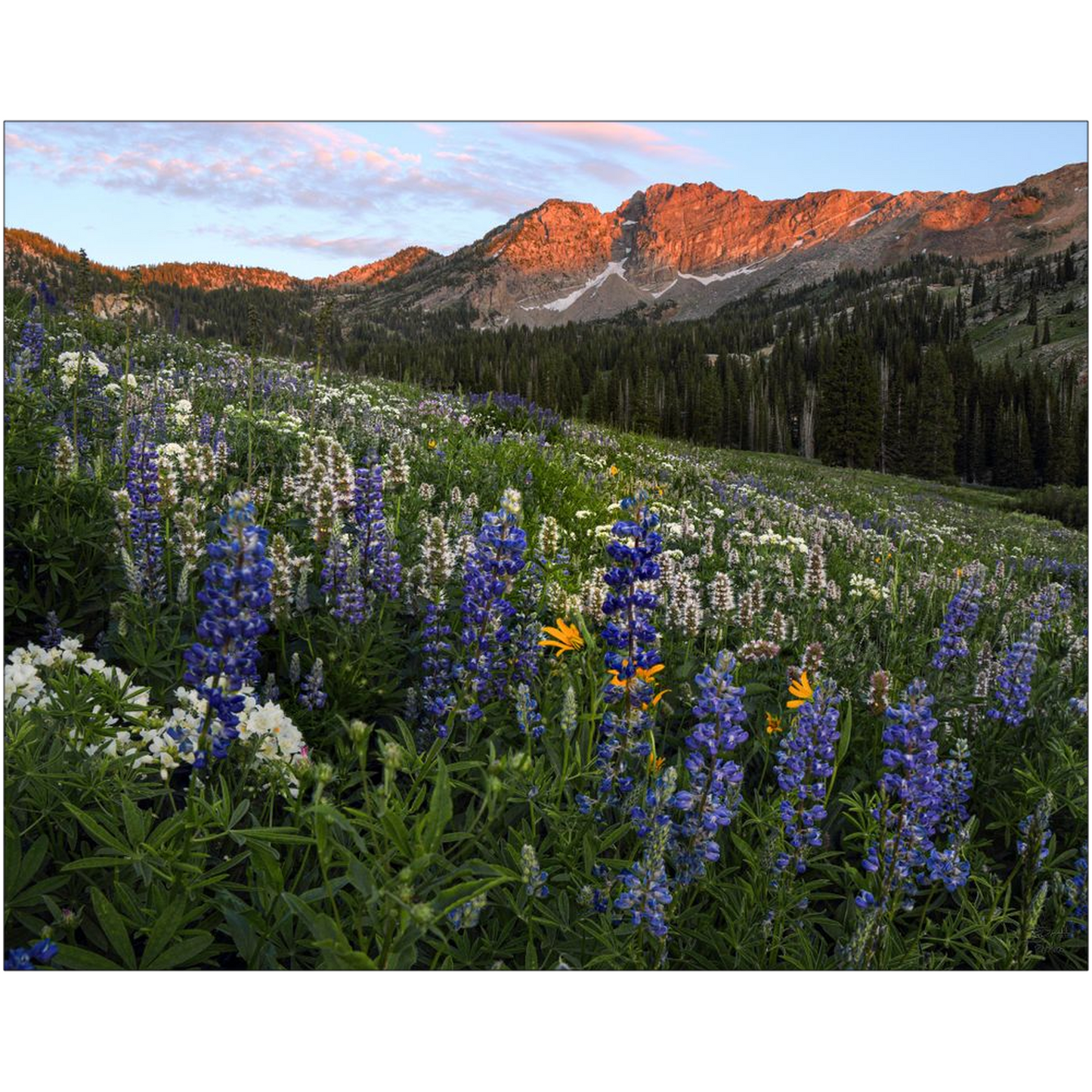 Alta Utah Albion Basin Sunset with Lupine Wildflowers - bp0025 - Photograph Print Poster Picture Photography Art Artist Images Landscape