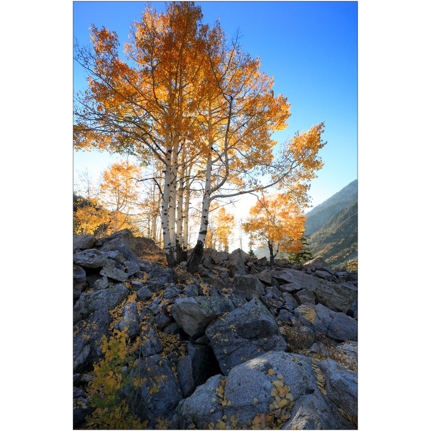 Aspen Glow - Little Cottonwood Canyon, Utah - bp0137 - Photograph Print Poster Picture Photography Art Artist Images Camera Landscape