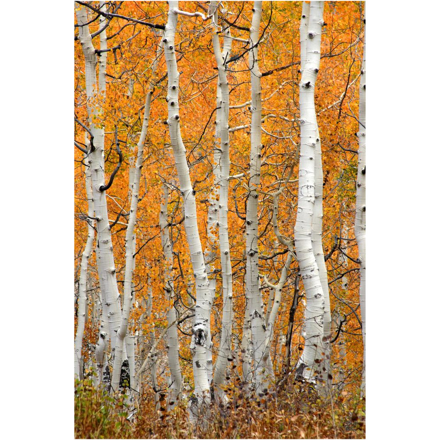 Aspen Grove Vertical - Brighton, Utah - bp0020 - Photograph Print Poster Picture Photography Art Artist Images Landscape