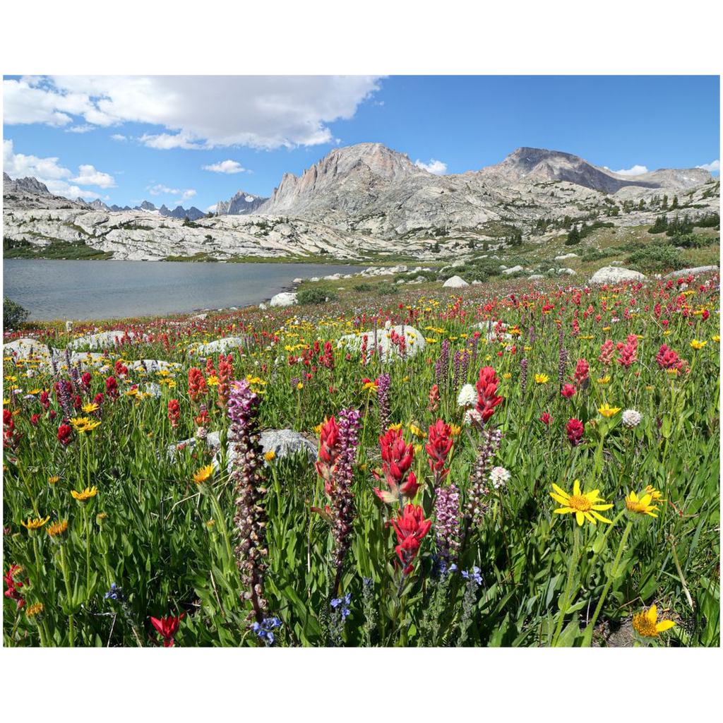 Titcomb Basin Wildflower Explosion Fremont and Jackson Peak  - Wind River Mountains, Wyoming - bp0014 - Photograph Print Picture Landscape