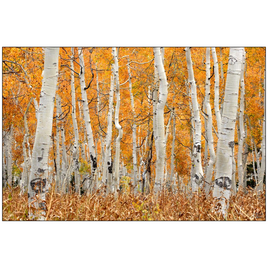 Aspen Grove Horizontal - Brighton, Utah - bp0018 - Photograph Print Poster Picture Photography Art Artist Images Landscape