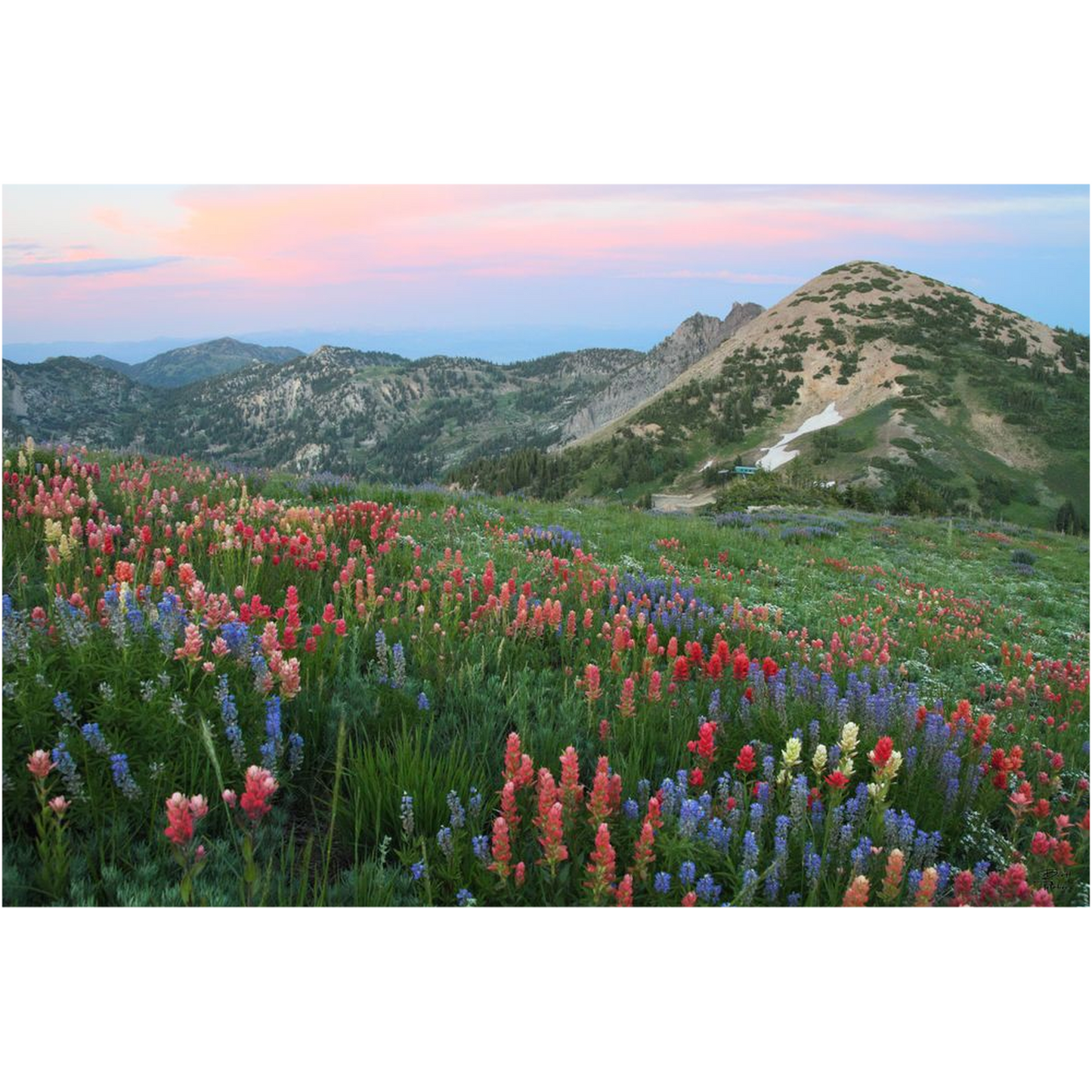 Alpine Wildflowers and View at Sunset - Alta, Utah - bp0032 - Photograph Print Poster Picture Photography Art Artist Images Landscape