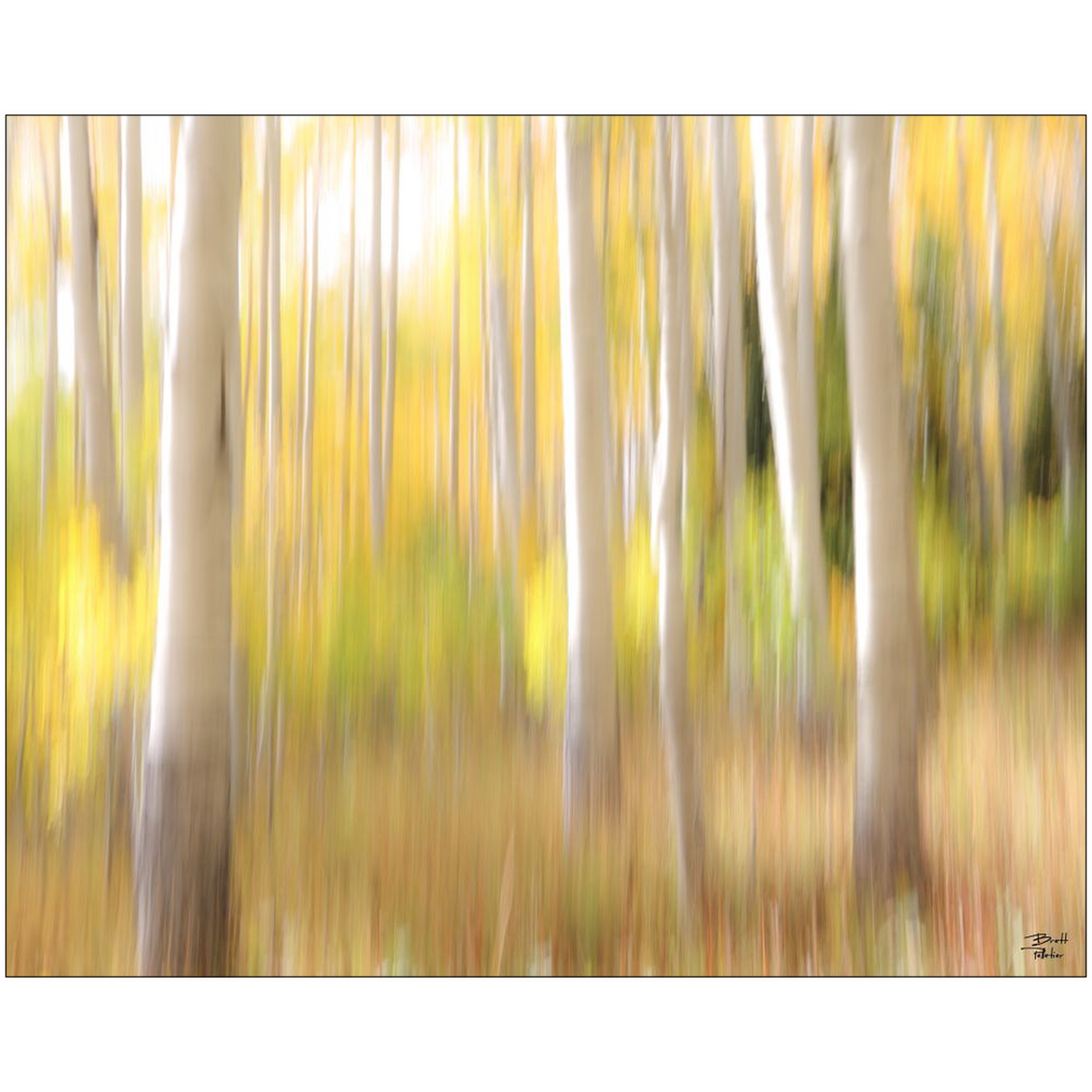 Aspen Abstract - bp0071 - Photograph Print Poster Picture Landscape Photography Art Artist Images Camera Collectibles