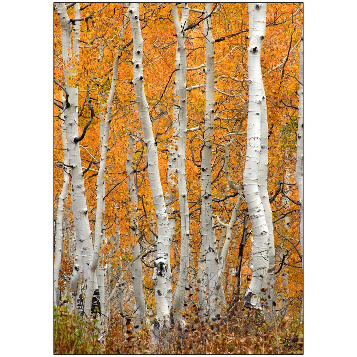 Aspen Grove Vertical - Brighton, Utah - bp0020 - Photograph Print Poster Picture Photography Art Artist Images Landscape