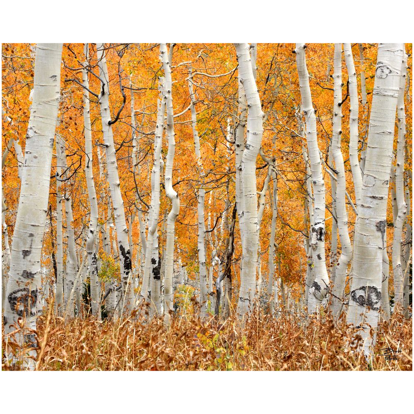 Aspen Grove Horizontal - Brighton, Utah - bp0018 - Photograph Print Poster Picture Photography Art Artist Images Landscape