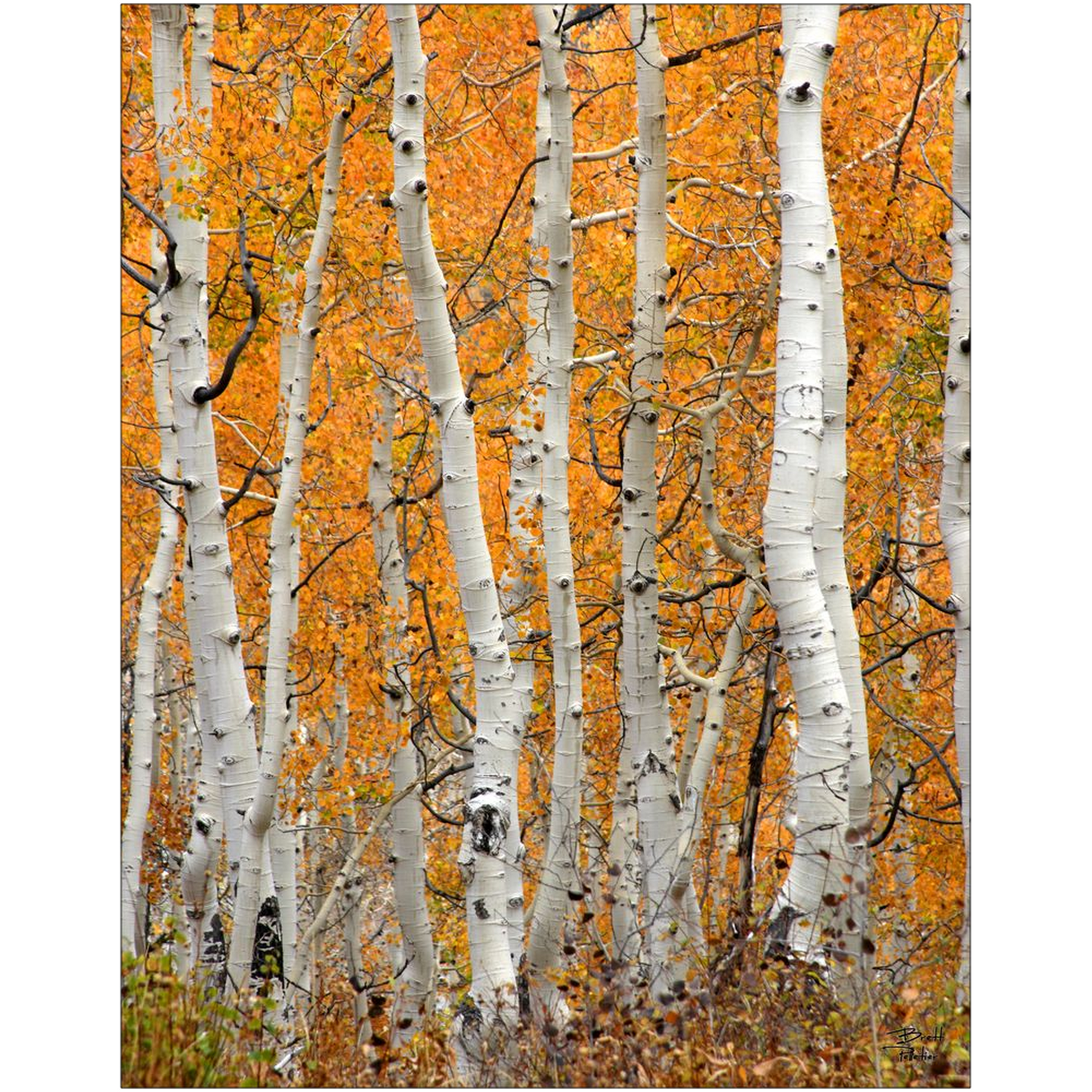 Aspen Grove Vertical - Brighton, Utah - bp0020 - Photograph Print Poster Picture Photography Art Artist Images Landscape