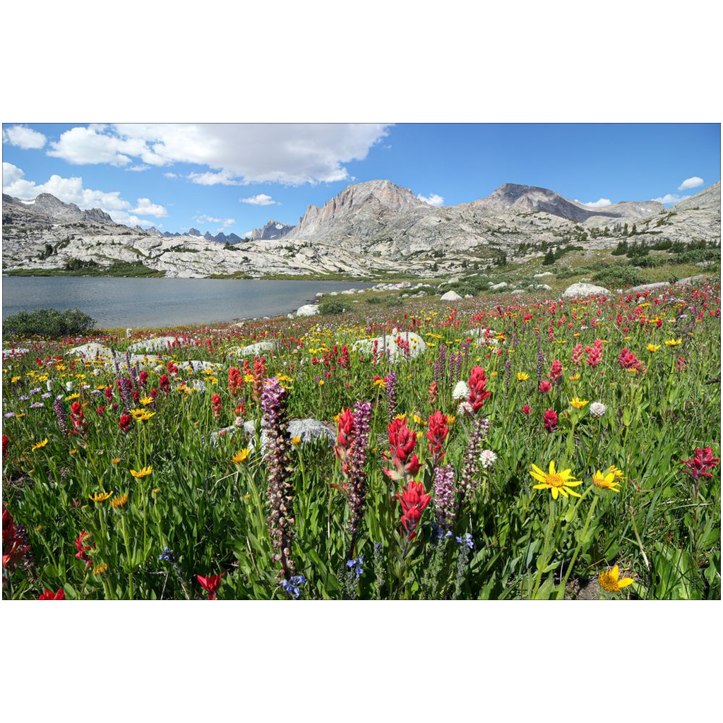 Titcomb Basin Wildflower Explosion Fremont and Jackson Peak  - Wind River Mountains, Wyoming - bp0014 - Photograph Print Picture Landscape