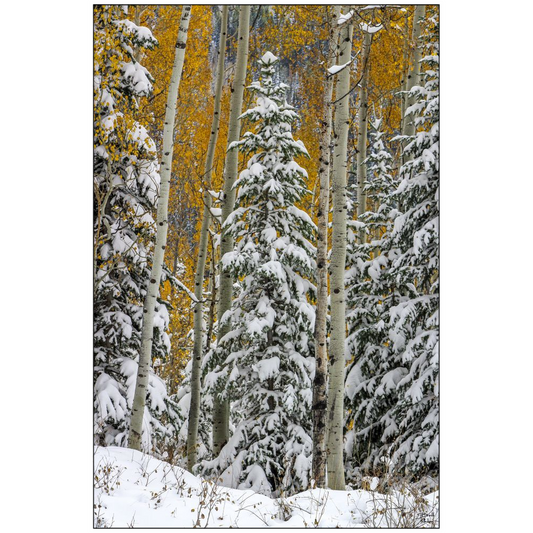 Snow Covered Evergreens and Aspens 2 - Big Cottonwood Canyon, Utah - bp0021 - Photograph Print Poster Picture Photography Art Landscape