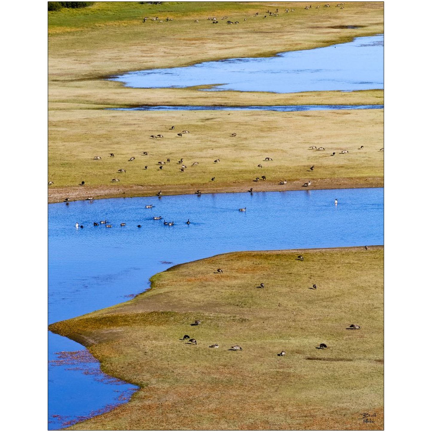 Canada Geese near Jackson Lake - Grand Teton National Park, Wyoming - bp0039 - Photograph Print Poster Picture Photography Art Landscape