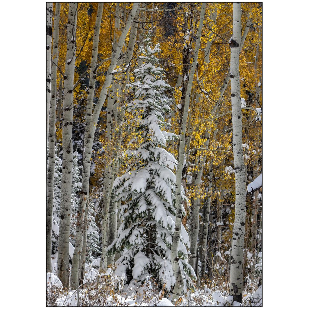 Evergreen with Snow and Aspens in Autumn - Big Cottonwood Canyon, Utah - bp0203 - Photograph Print Poster Picture Photography Images