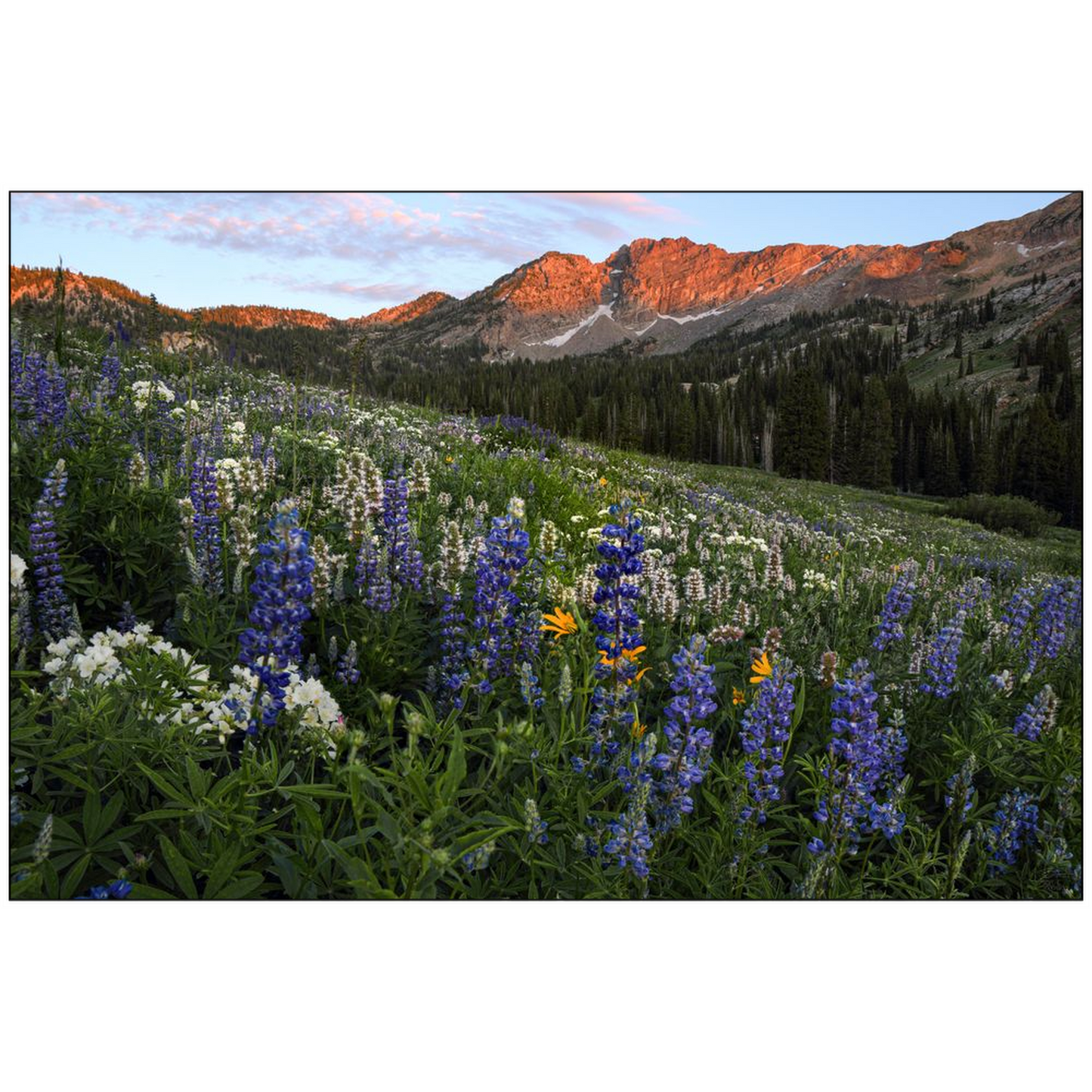 Alta Utah Albion Basin Sunset with Lupine Wildflowers - bp0025 - Photograph Print Poster Picture Photography Art Artist Images Landscape