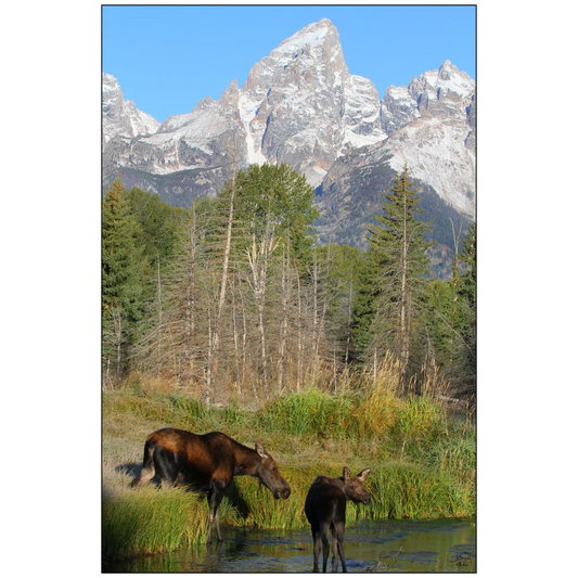 Moose and baby calf, Grand Teton National Park - bp0055 - Photograph Print Poster Picture Wall Decor Photography Art Artist Landscape