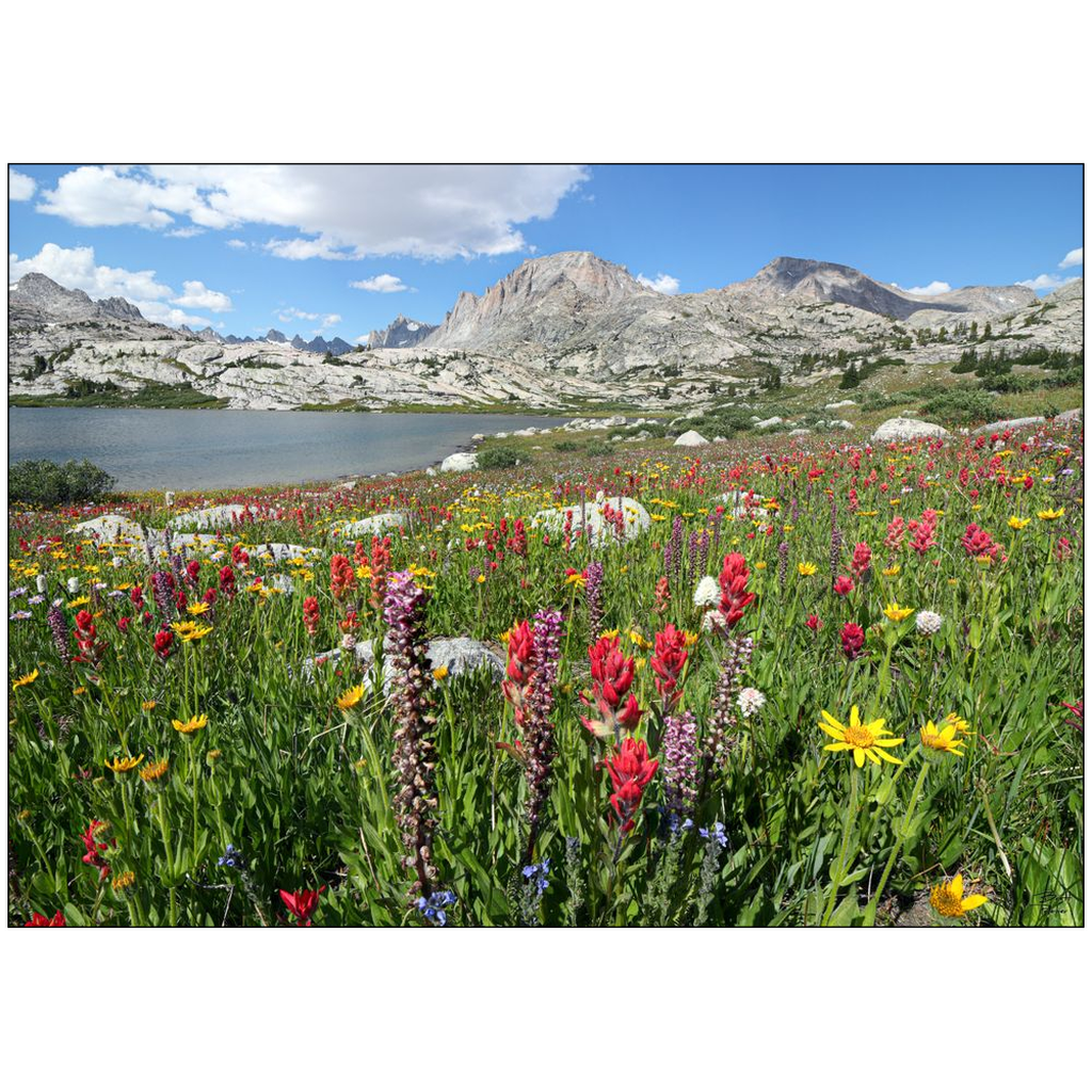 Titcomb Basin Wildflower Explosion Fremont and Jackson Peak  - Wind River Mountains, Wyoming - bp0014 - Photograph Print Picture Landscape