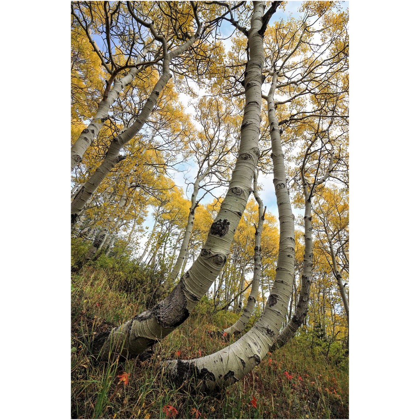 Bent Resilient Aspen in Autumn - bp0220 - Wasatch Mountains, Utah - Photograph Print Poster Picture Photography Art Artist Images Landscape