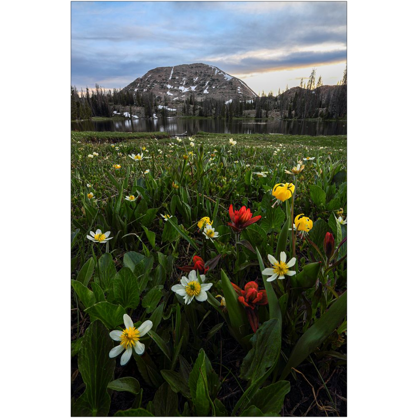 Mount Watson Wildflower Sunset - Uinta Mountains, Utah - bp0010 - Photograph Print Poster Picture Photography Art Artist Images Landscape