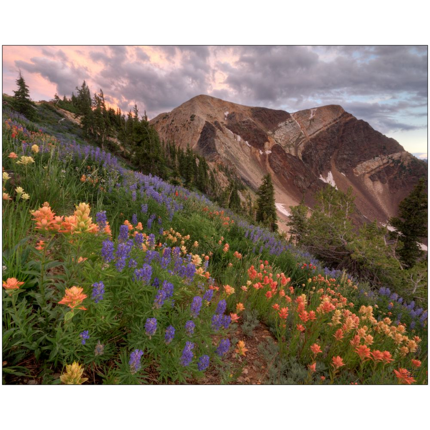 Wildflowers with Twin Peaks at Sunset - Snowbird, Utah - bp0015 - Photograph Print Poster Picture Photography Art Artist Images Landscape