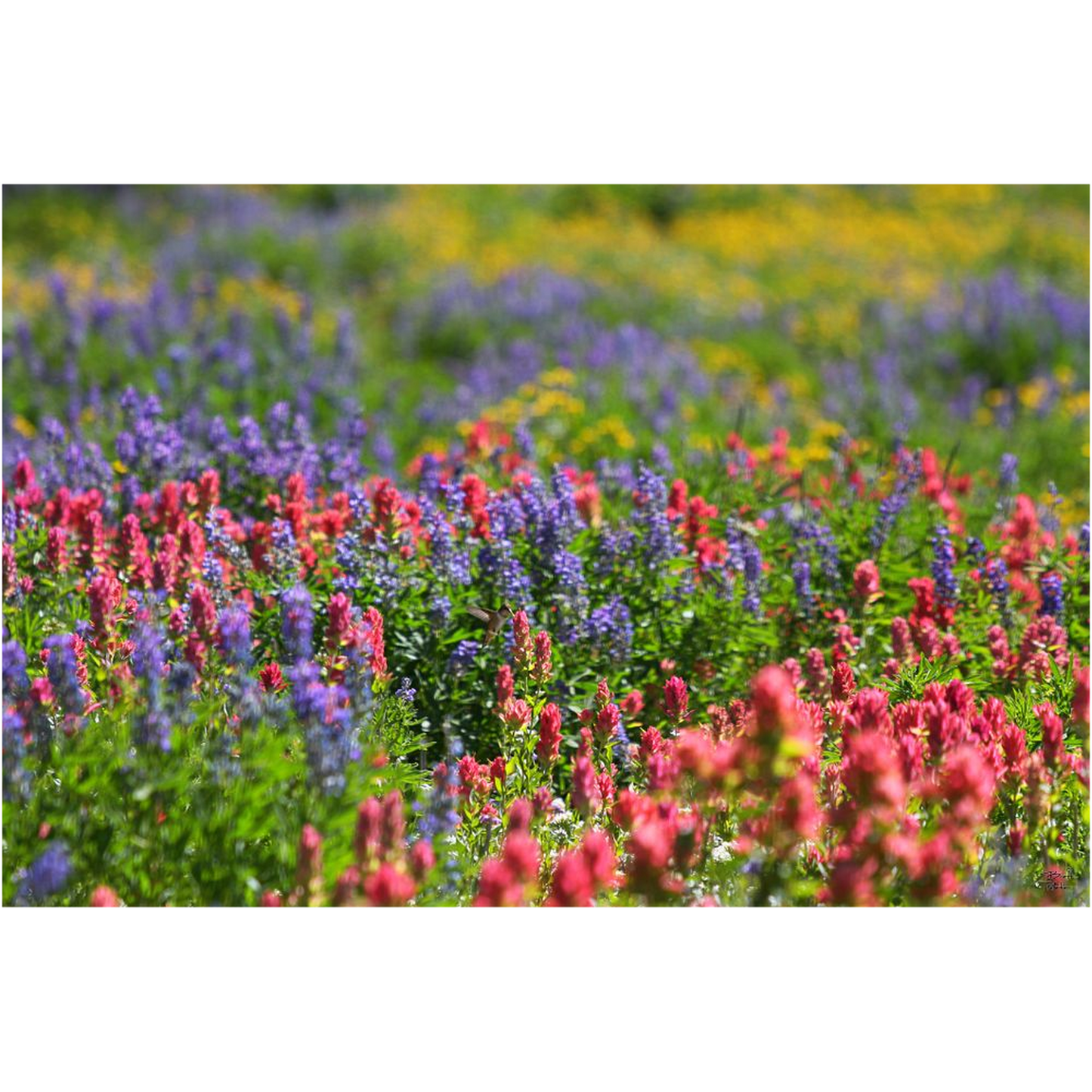 Wildflowers with Hummingbird - Snowbird, Utah - bp0023 - Photograph Print Poster Picture Photography Art Artist Images Landscape