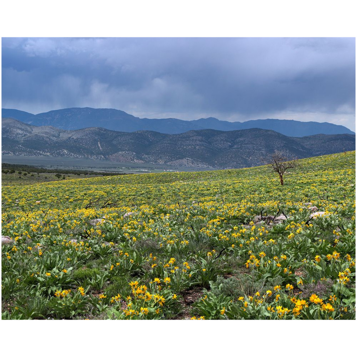 Desert Bloom and Thunderstorms - Schell Mountains, Nevada - bp0183 - Photograph Print Poster Picture Photography Landscape Artist Art Images